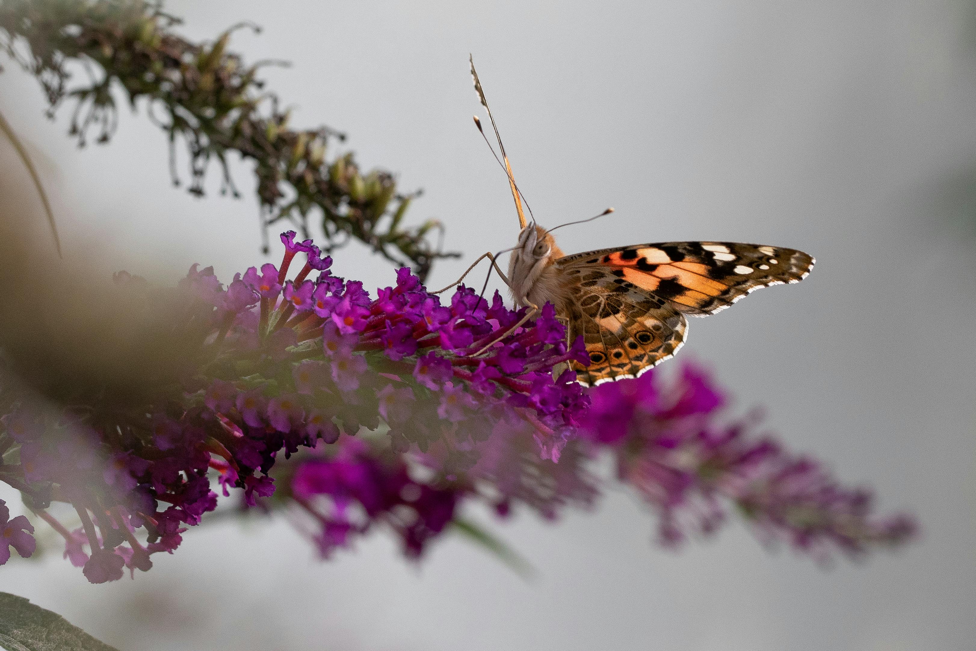 Stadtblick in Maintal - SEO Agentur Maintal und Webdesign Maintal