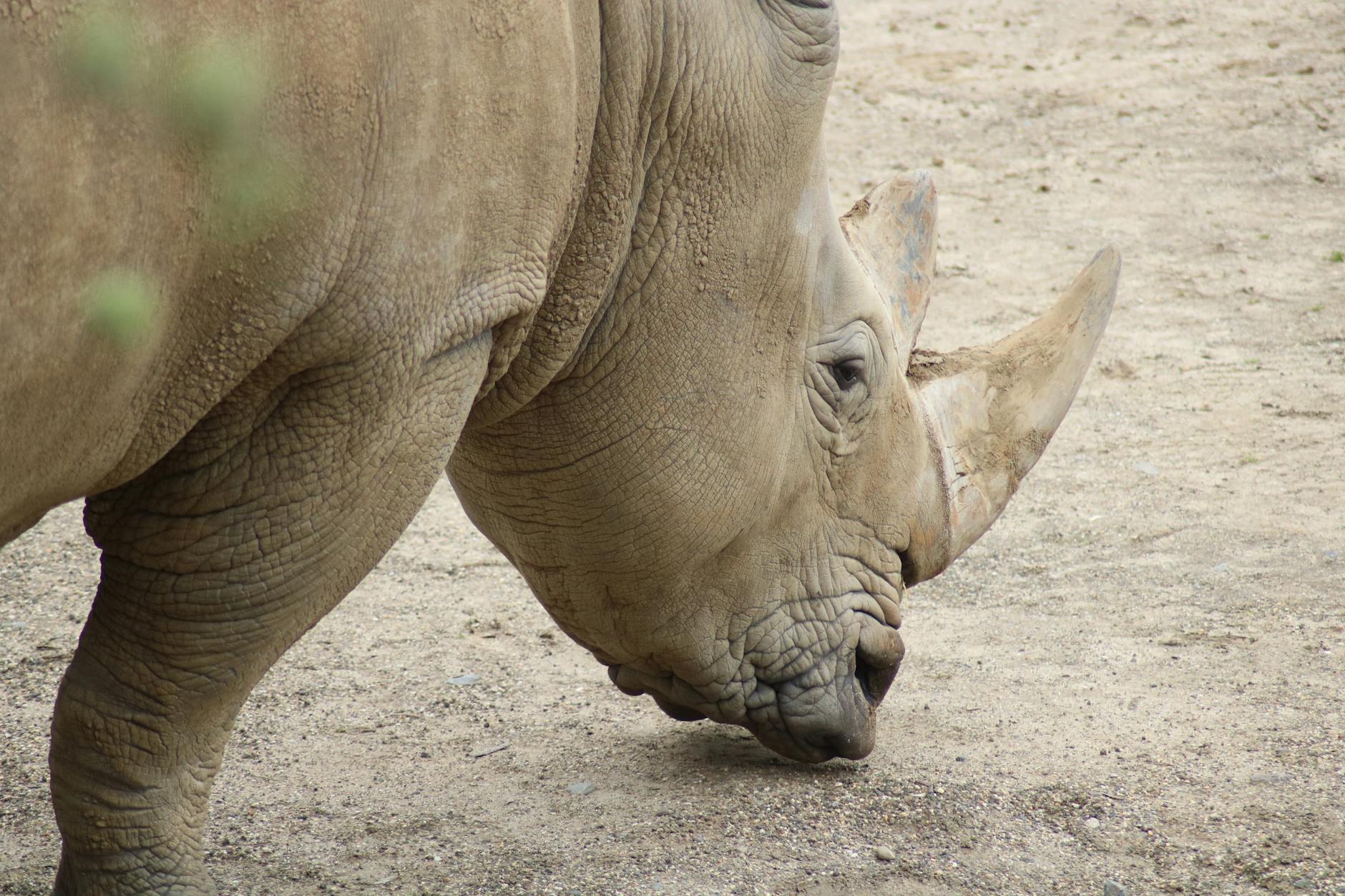 Stadtblick in Gelsenkirchen - SEO Agentur Gelsenkirchen und Webdesign Gelsenkirchen