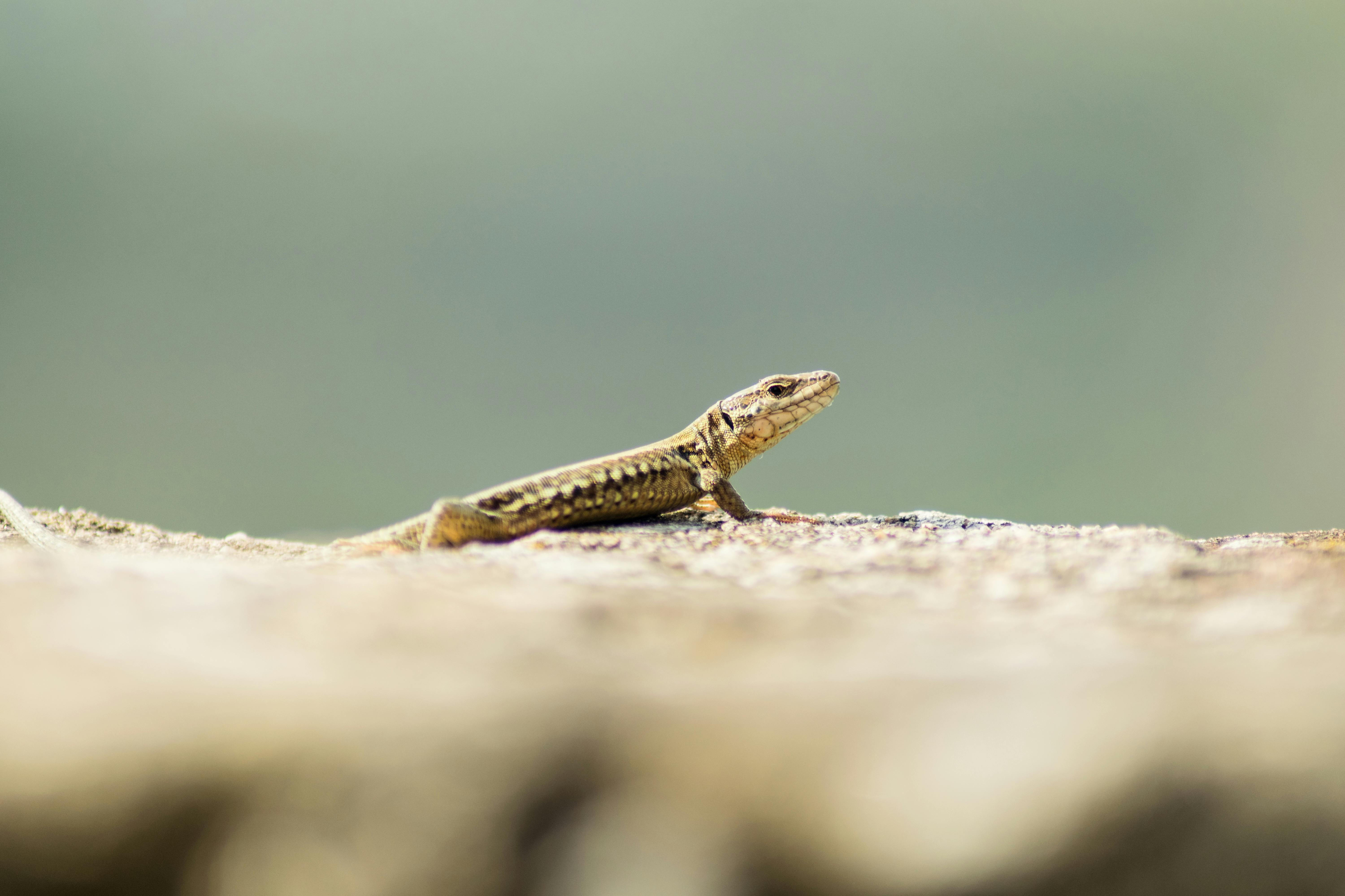 Stadtblick in Bad Kreuznach - SEO Agentur Bad Kreuznach und Webdesign Bad Kreuznach